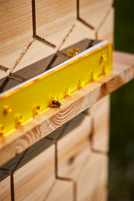 A bee coming out of a hole in the wooden beehive.