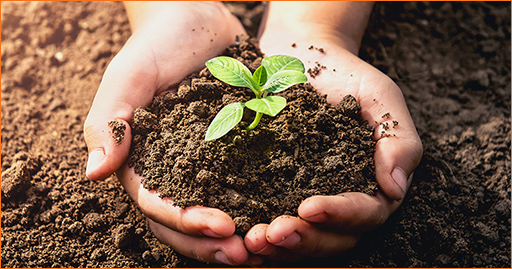 Better Soil, Better Life: 5 Ways Companies and Communities Can Celebrate World Soil Day