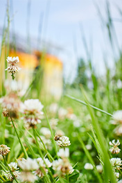 A close-up view of some white flowers with a bee resting on one flower.